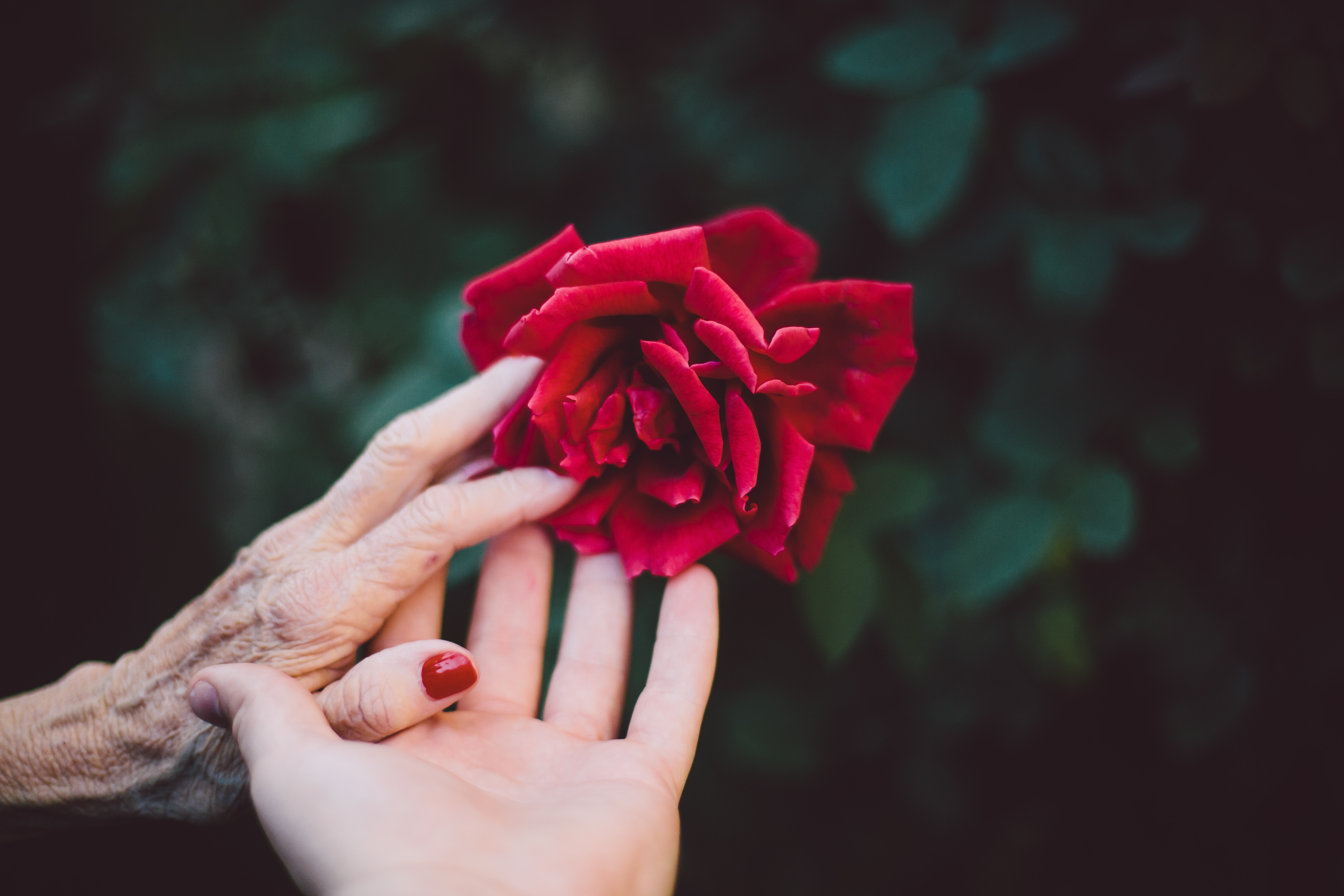 Young woman and elderly woman's hands touching each other and a red rose