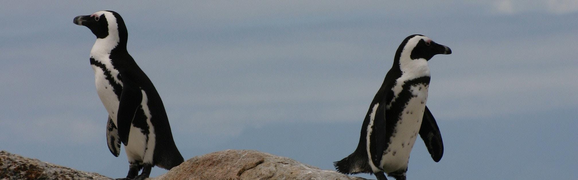 Two penguins on top of a rock facing opposite directions